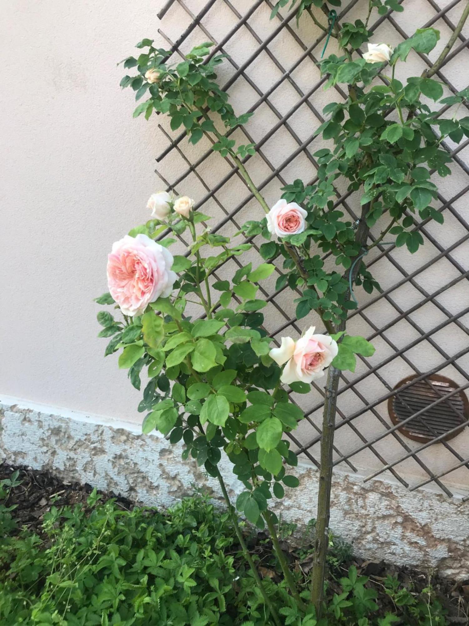 Una Casa Di Campagna Dossobuono Zewnętrze zdjęcie