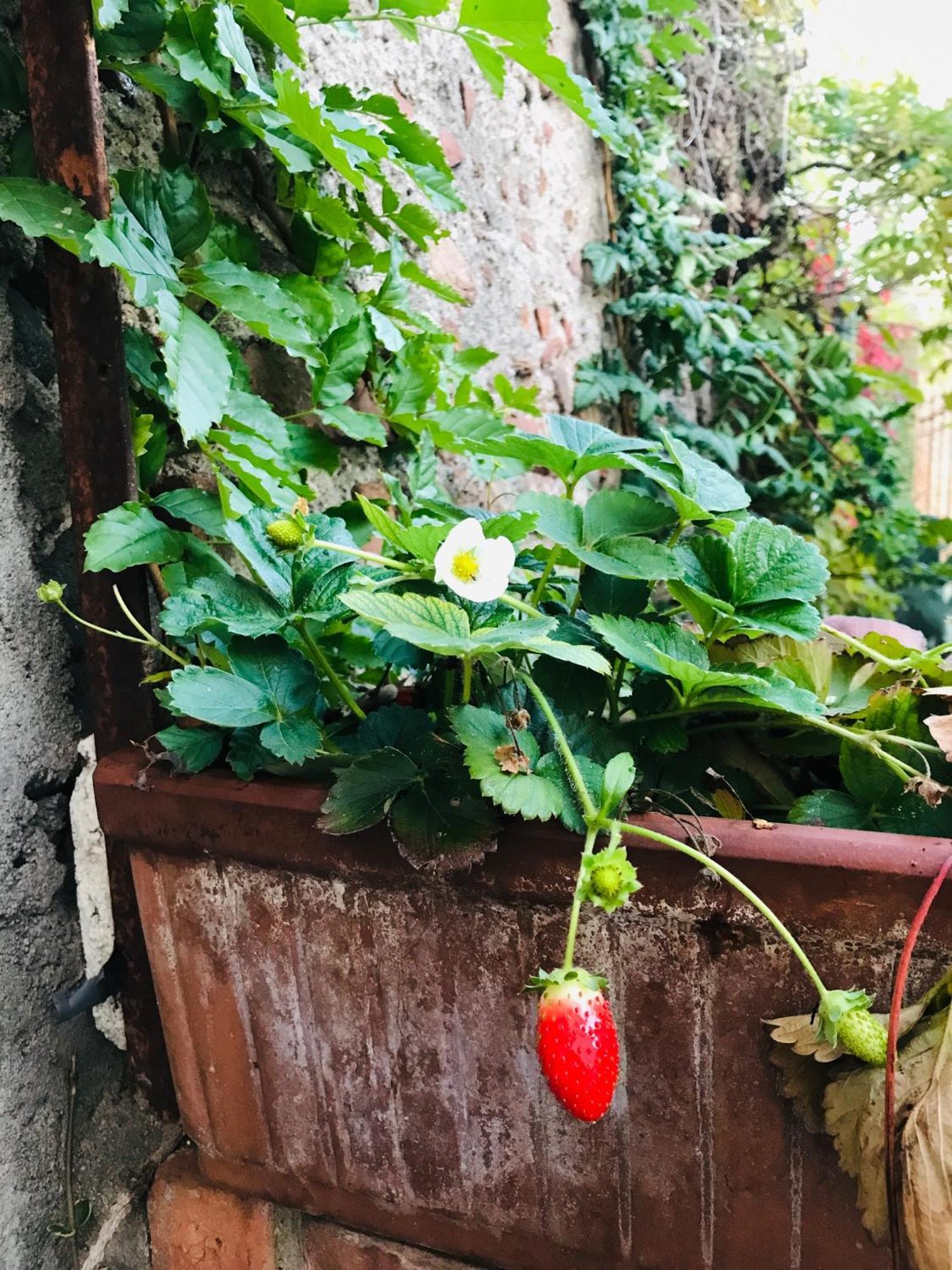 Una Casa Di Campagna Dossobuono Zewnętrze zdjęcie